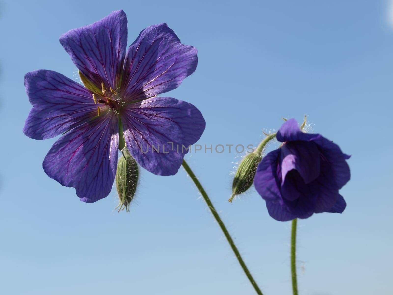 Cranesbill flowers