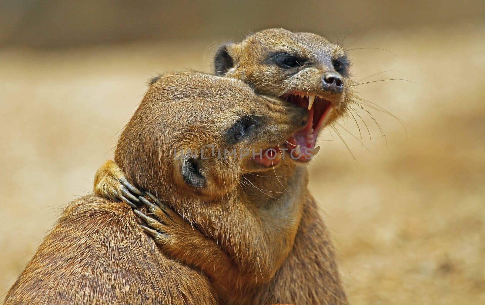 small scuffle