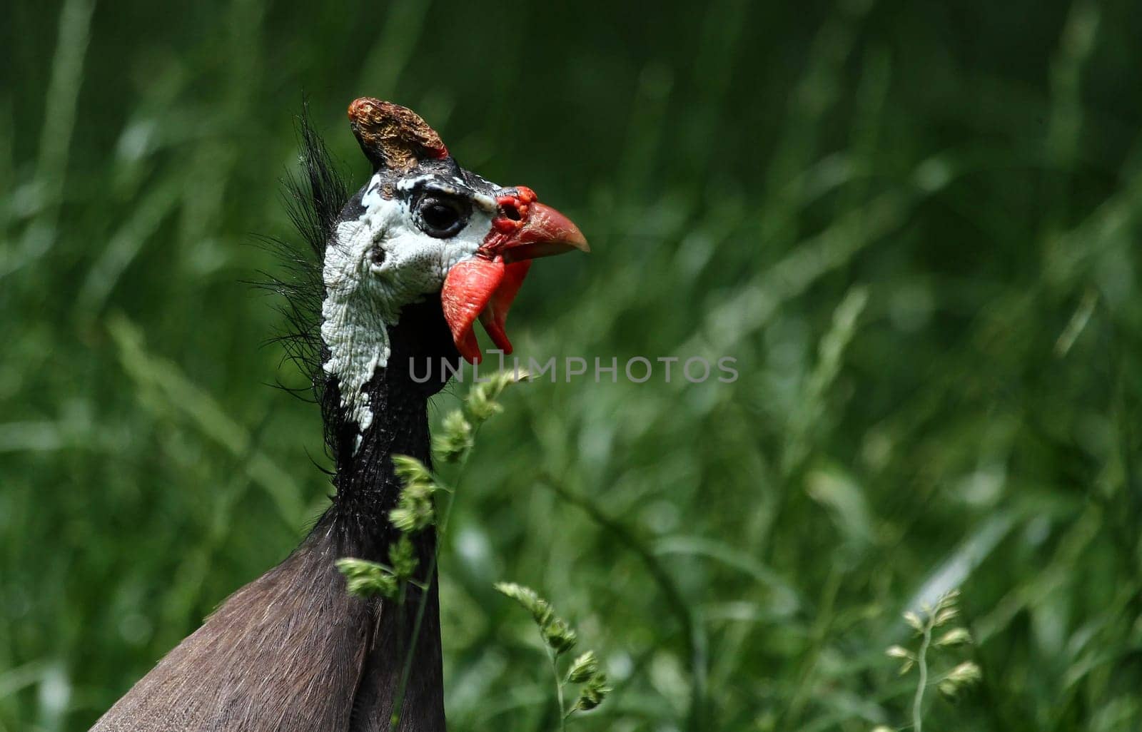 Guinea fowl