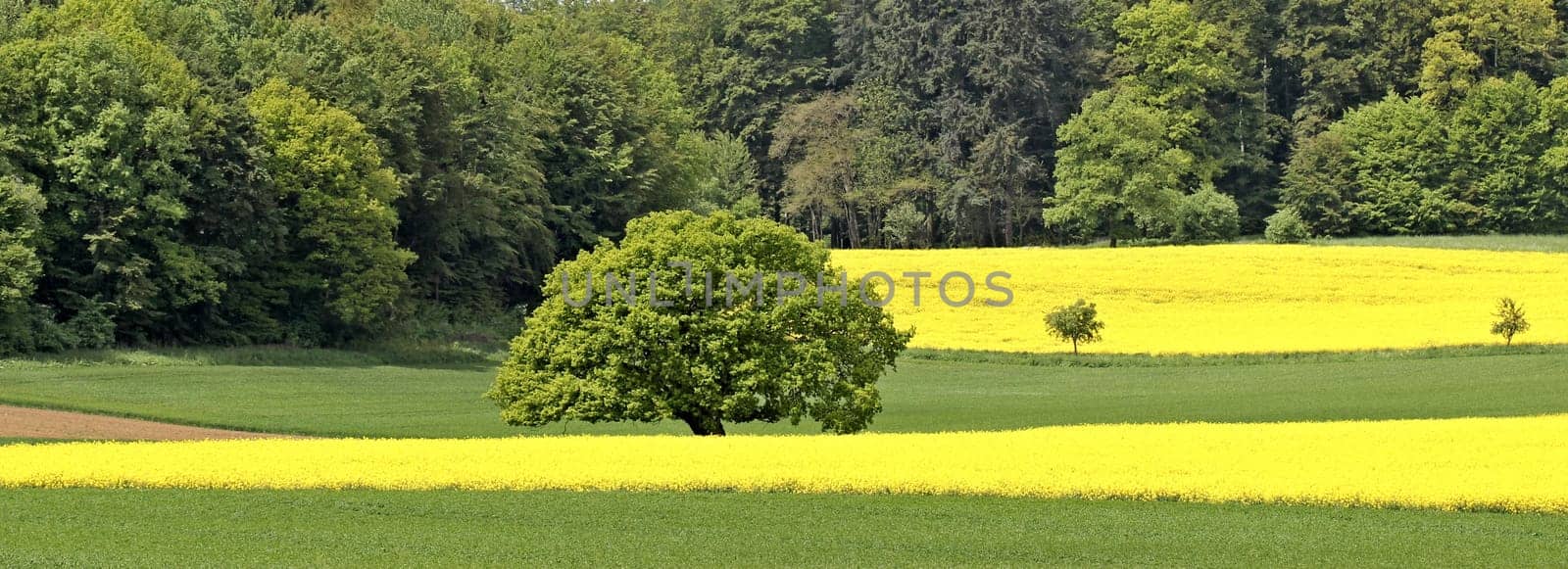 Old oak between flowering rapeseed fields