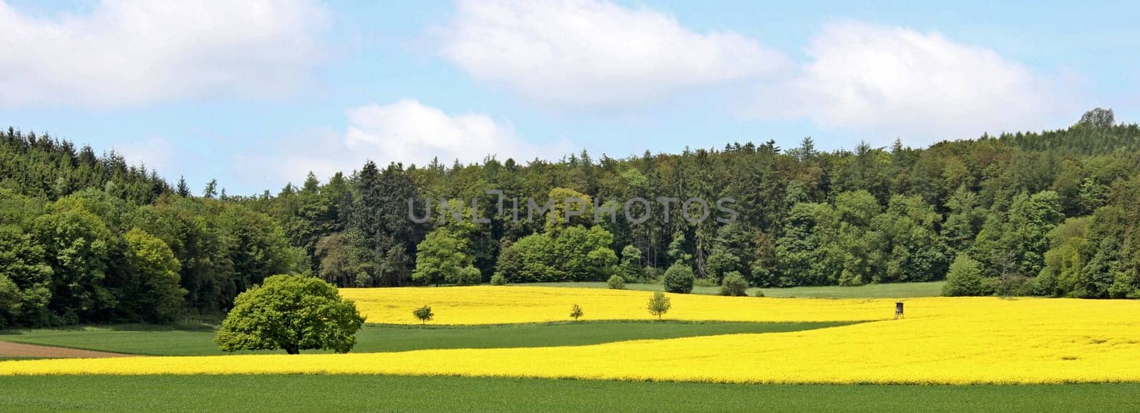 Old oak between flowering rapeseed fields