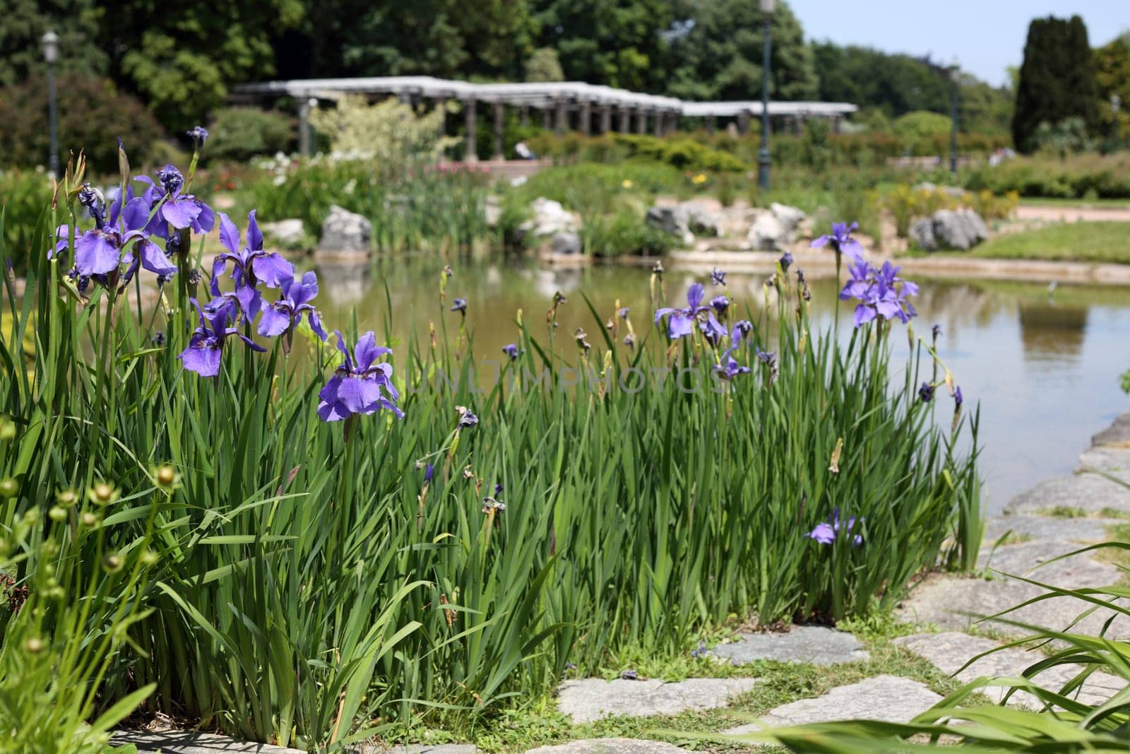 Details of a fabulous flowers garden in an urban park