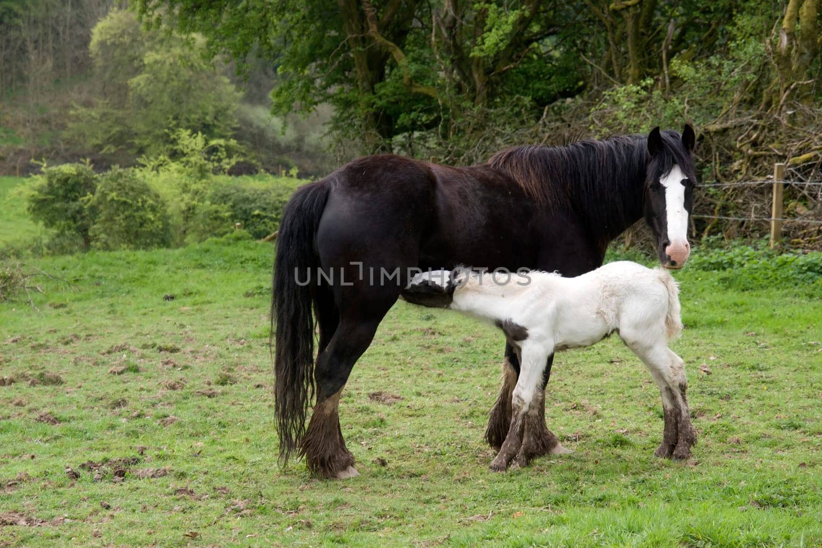 foal feeding from its mother in front of a wooded meadow in tipperary ireland