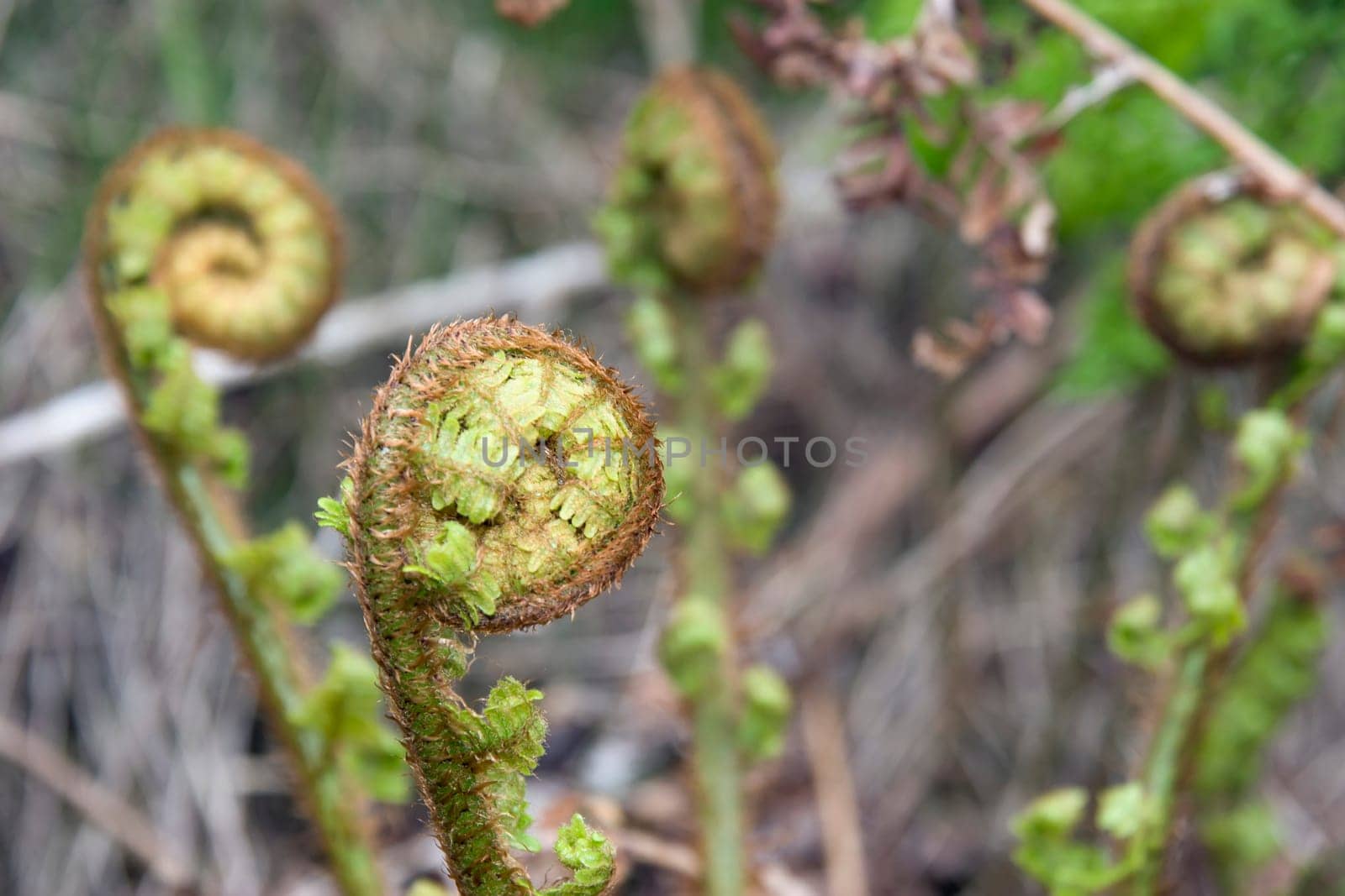 young ferns curled up growing in the wild in glenough county tipperary ireland
