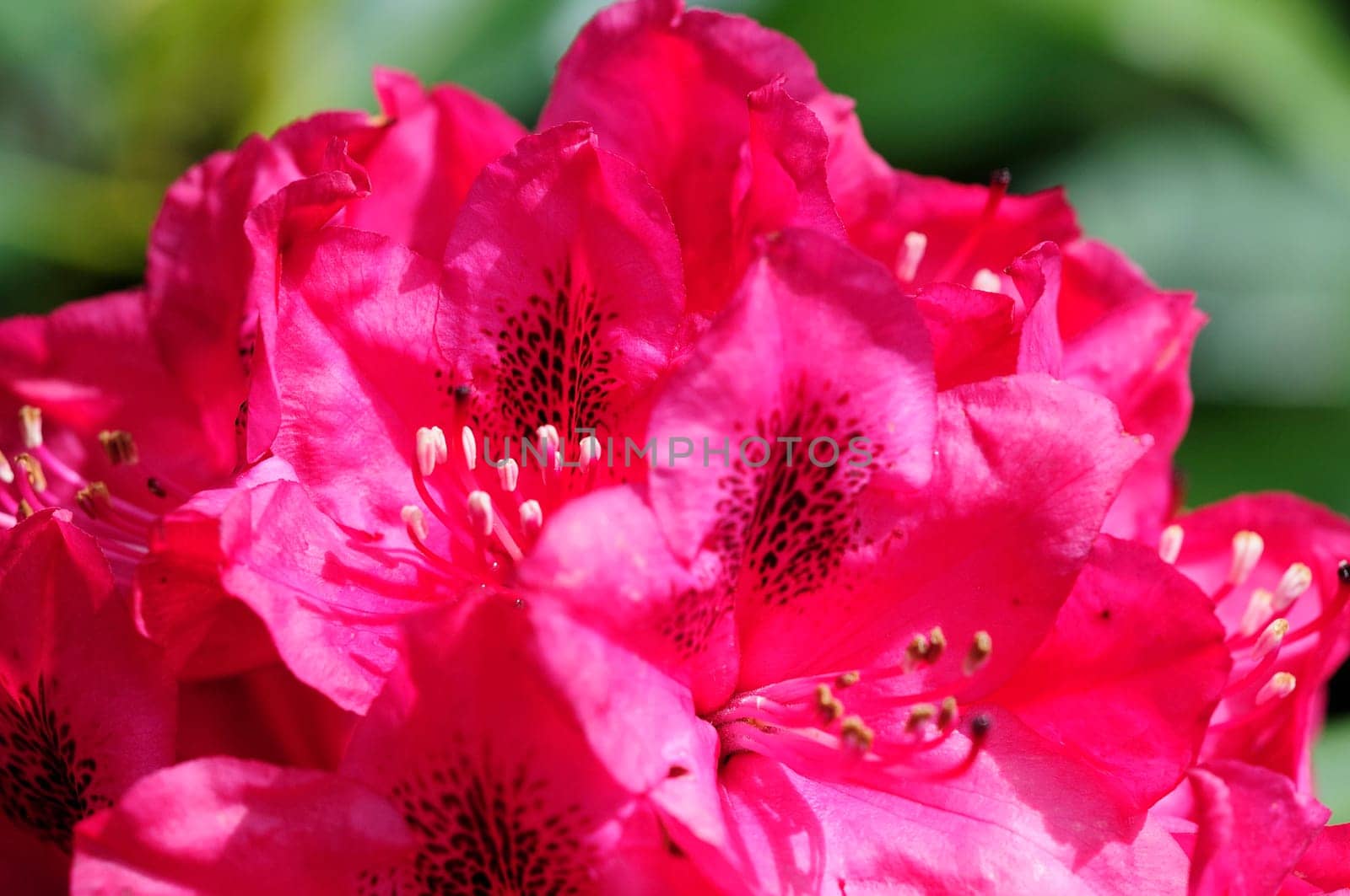 Azaleas