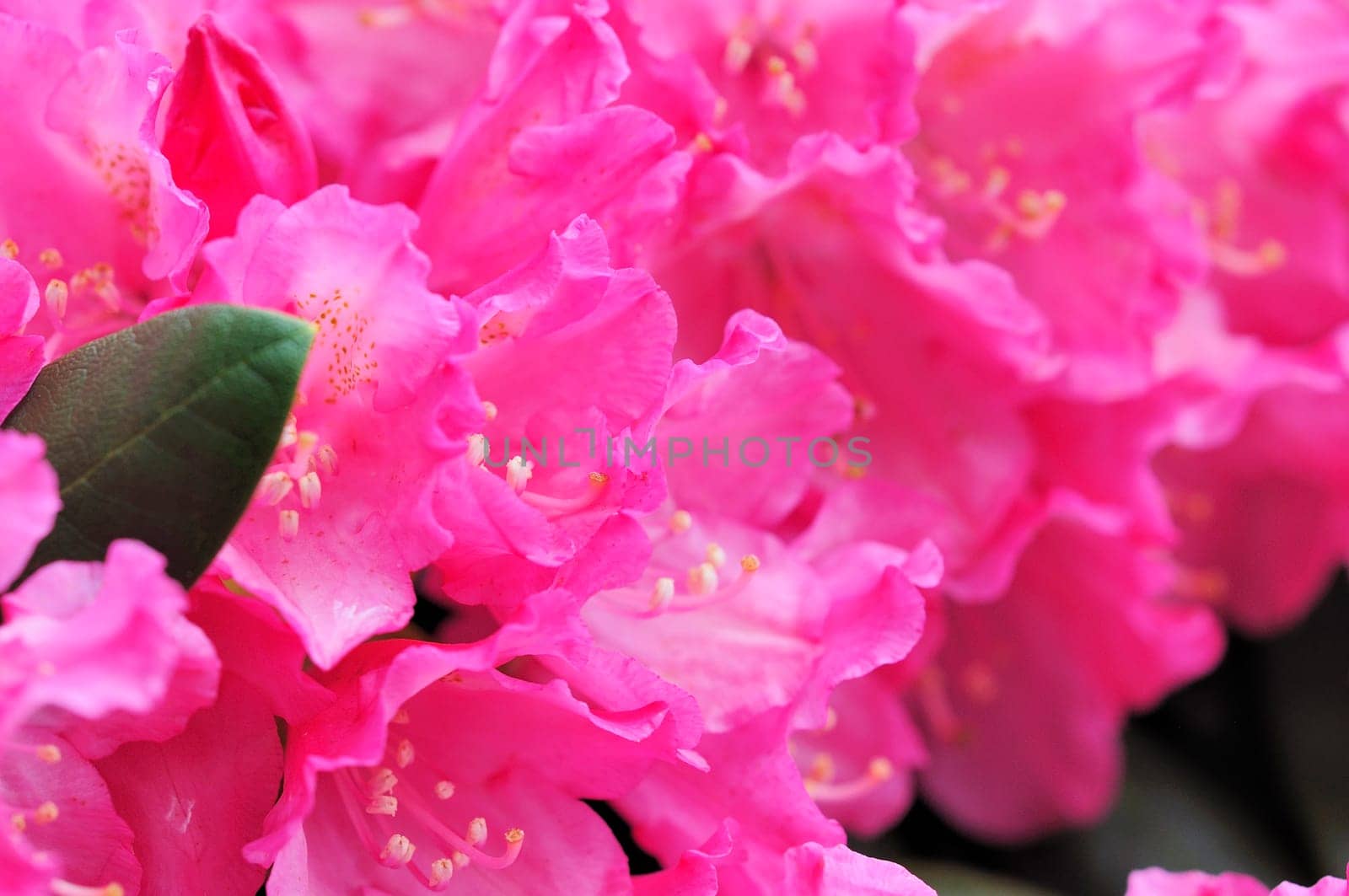 Azaleas