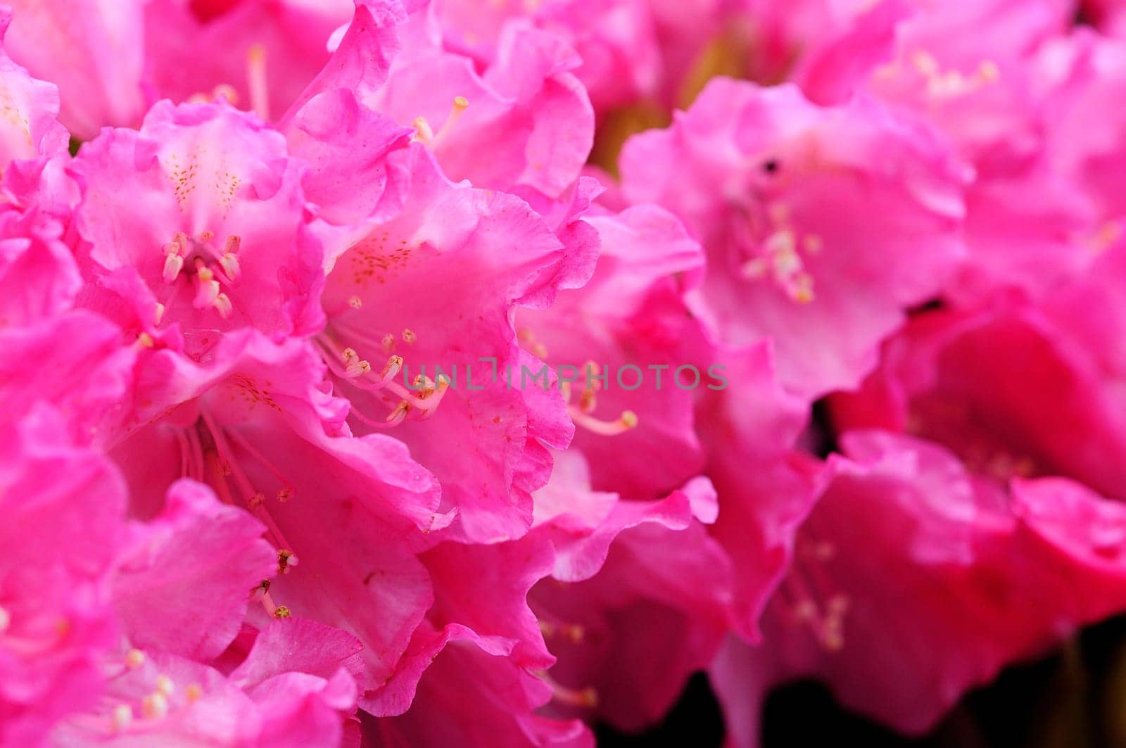Azaleas