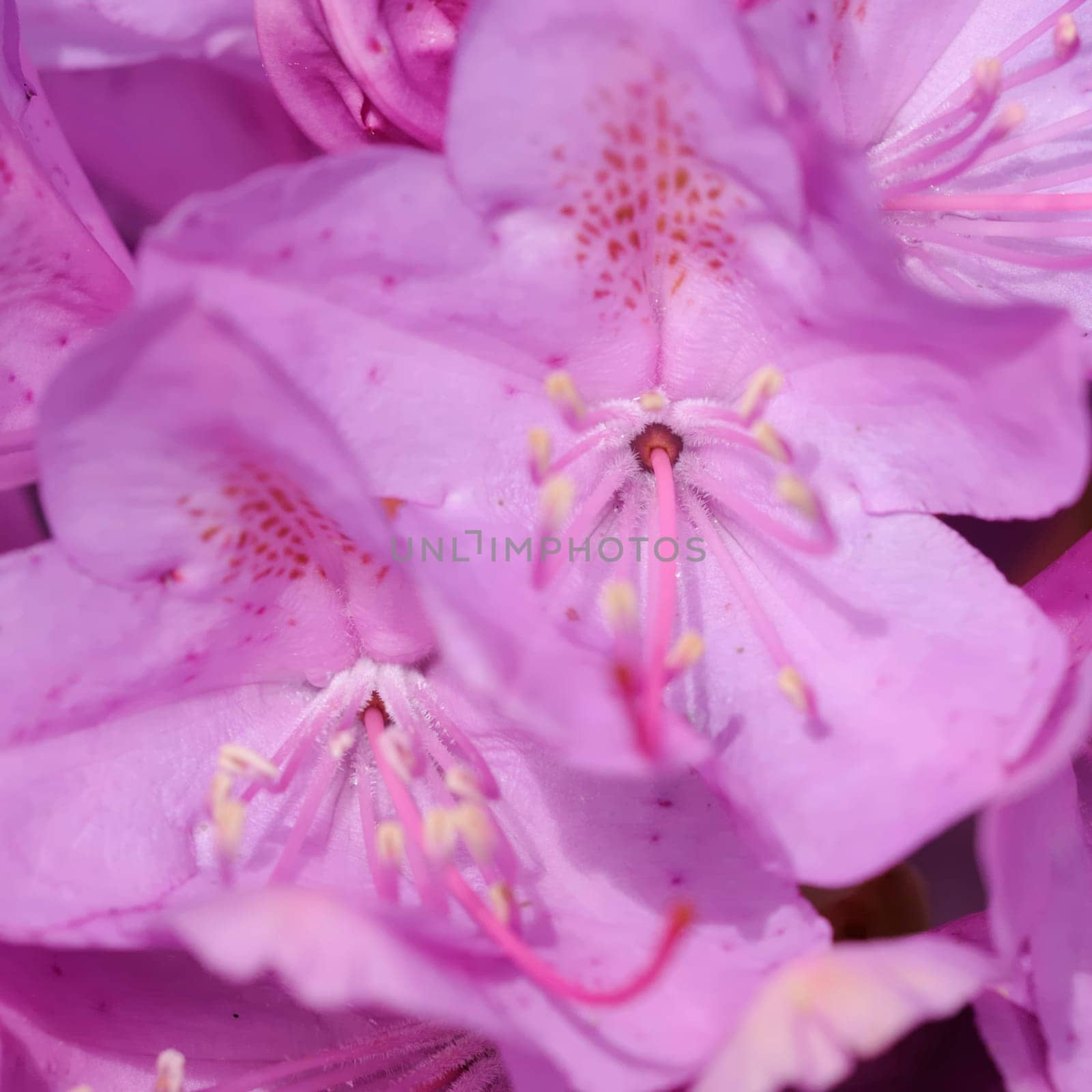 Azaleas
