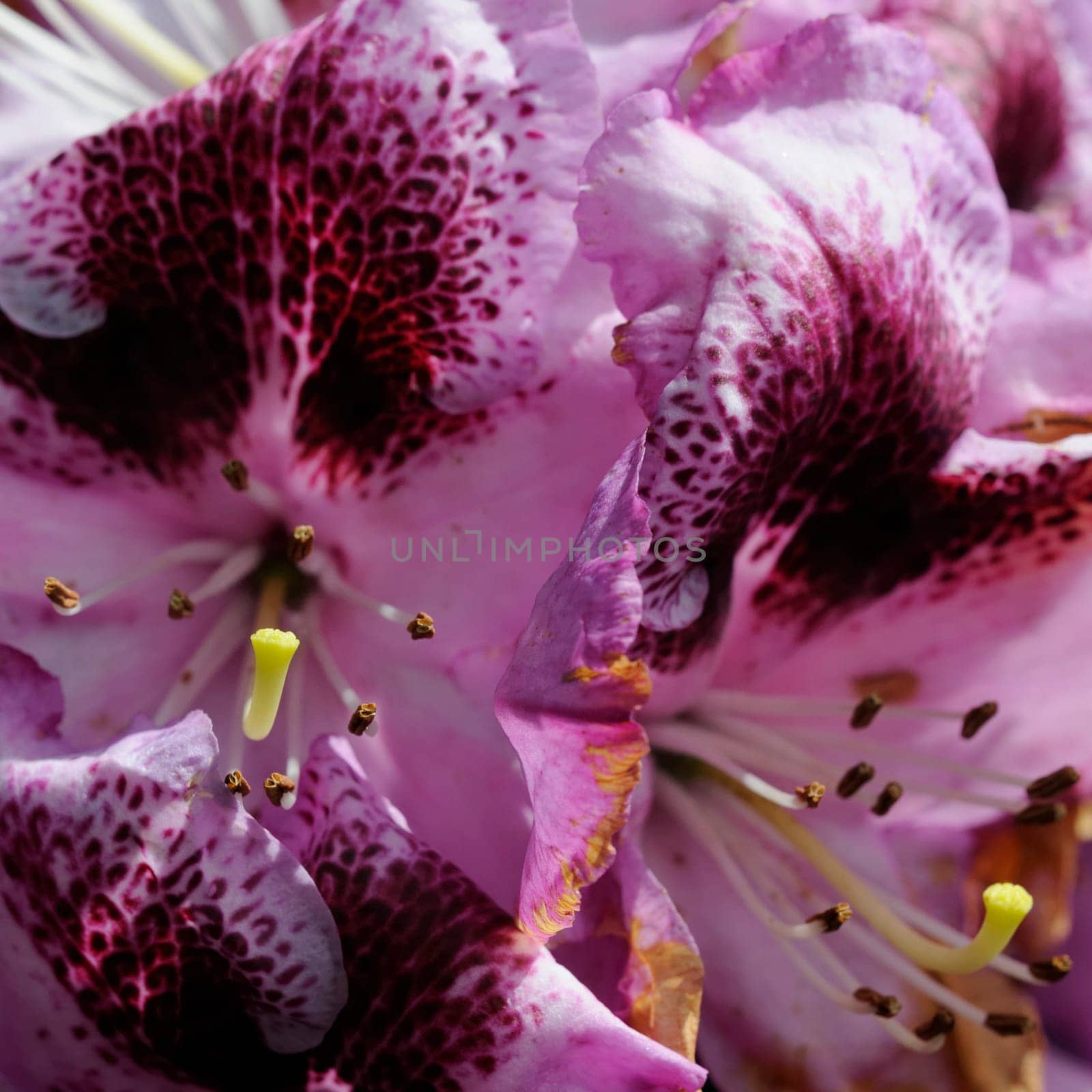 Azaleas