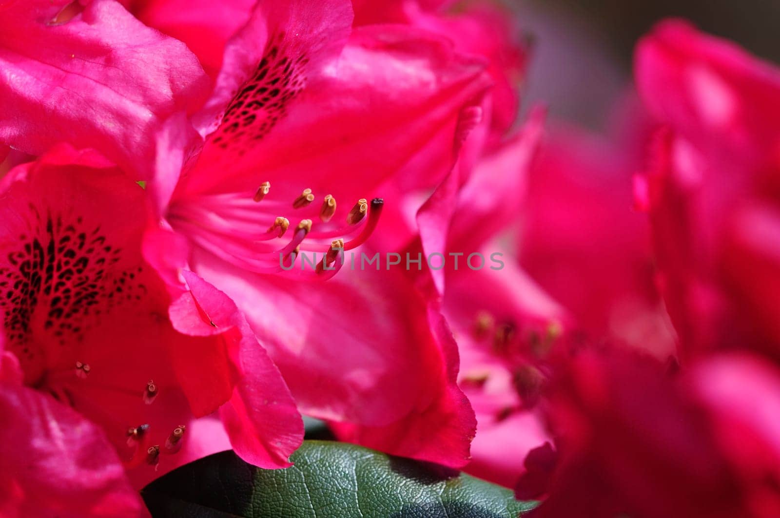 Azaleas