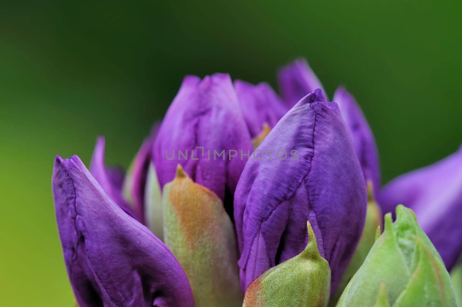 Azaleas