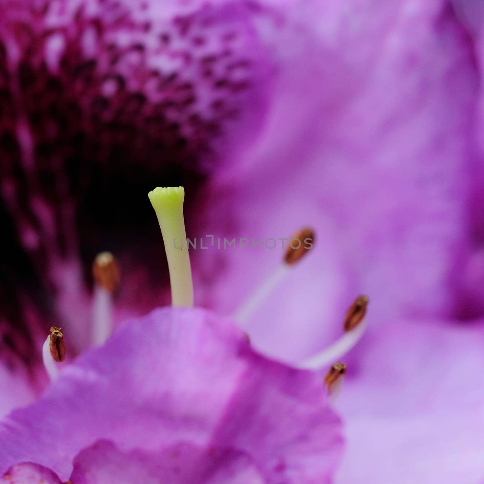 Azaleas