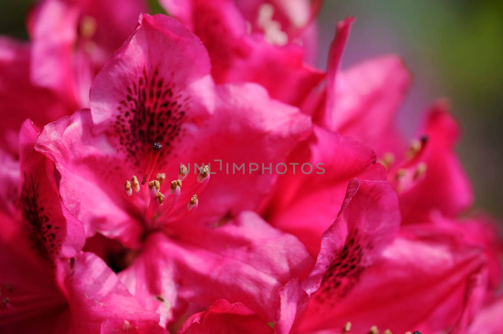 Azaleas