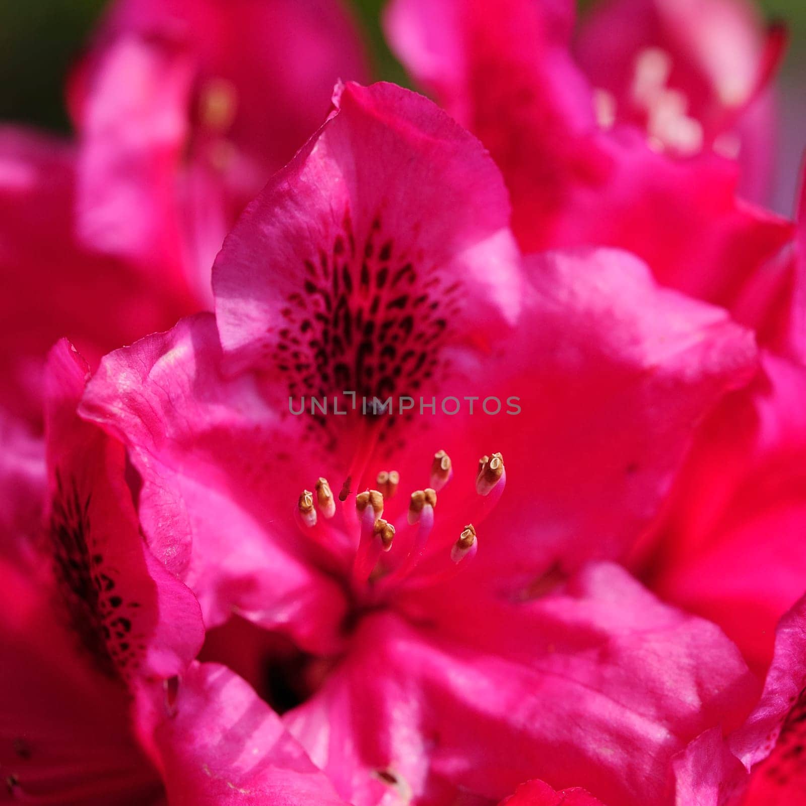 Azaleas