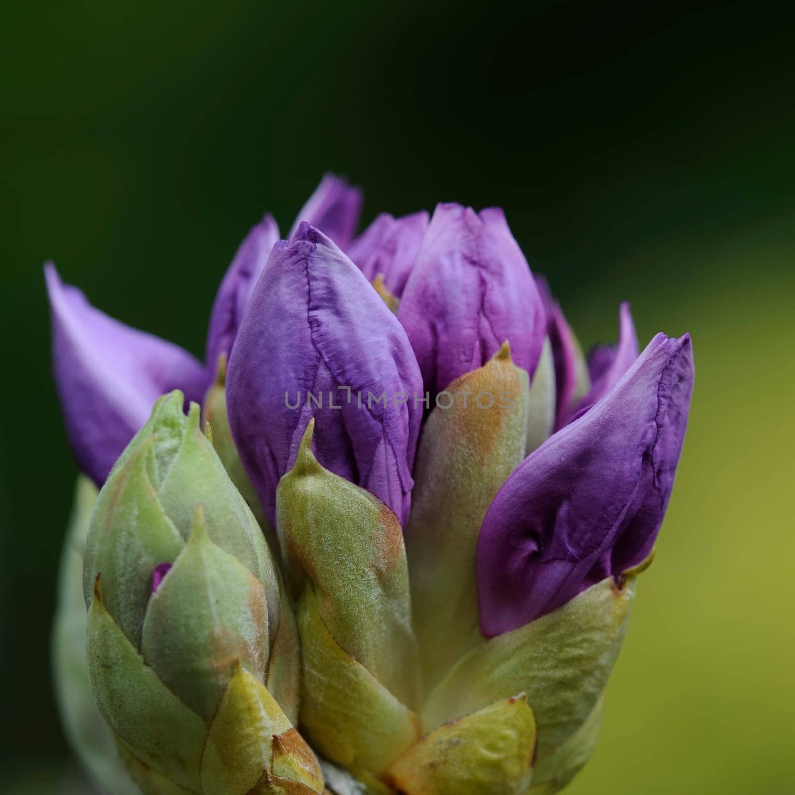 Azaleas