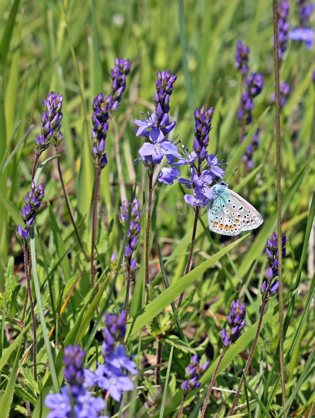 Polyommatus icarus (Polyommatus icarus) at Grand Prize of Honour
