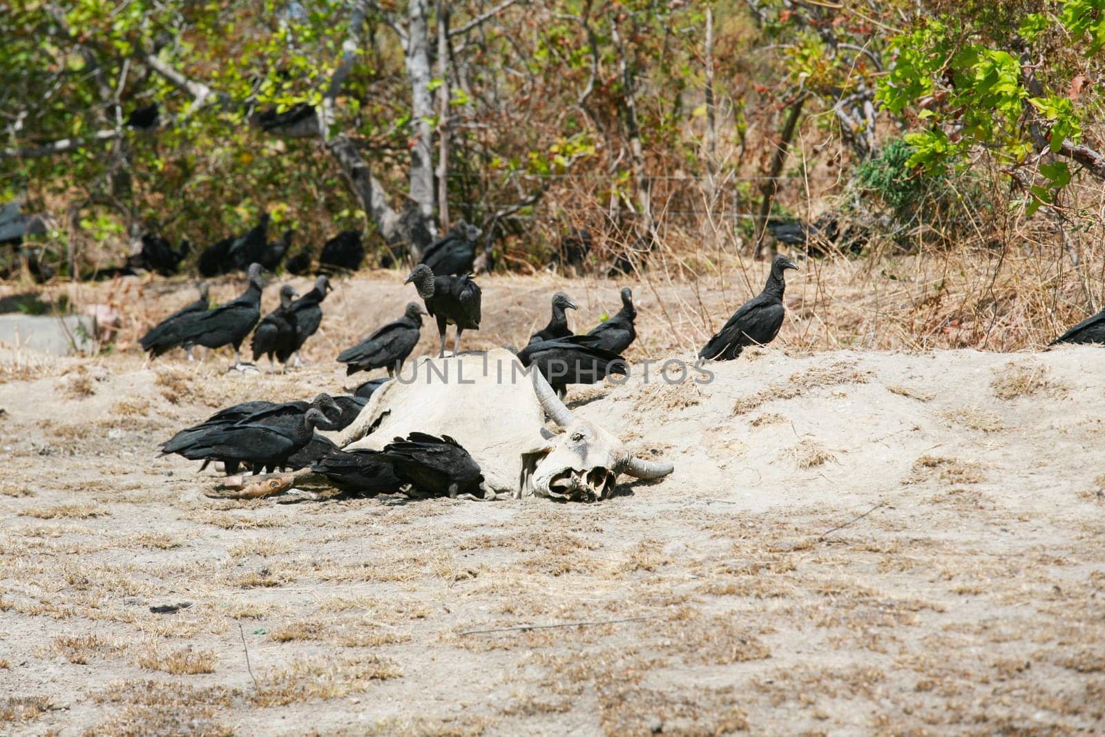 dead cow getting eat by buzzards