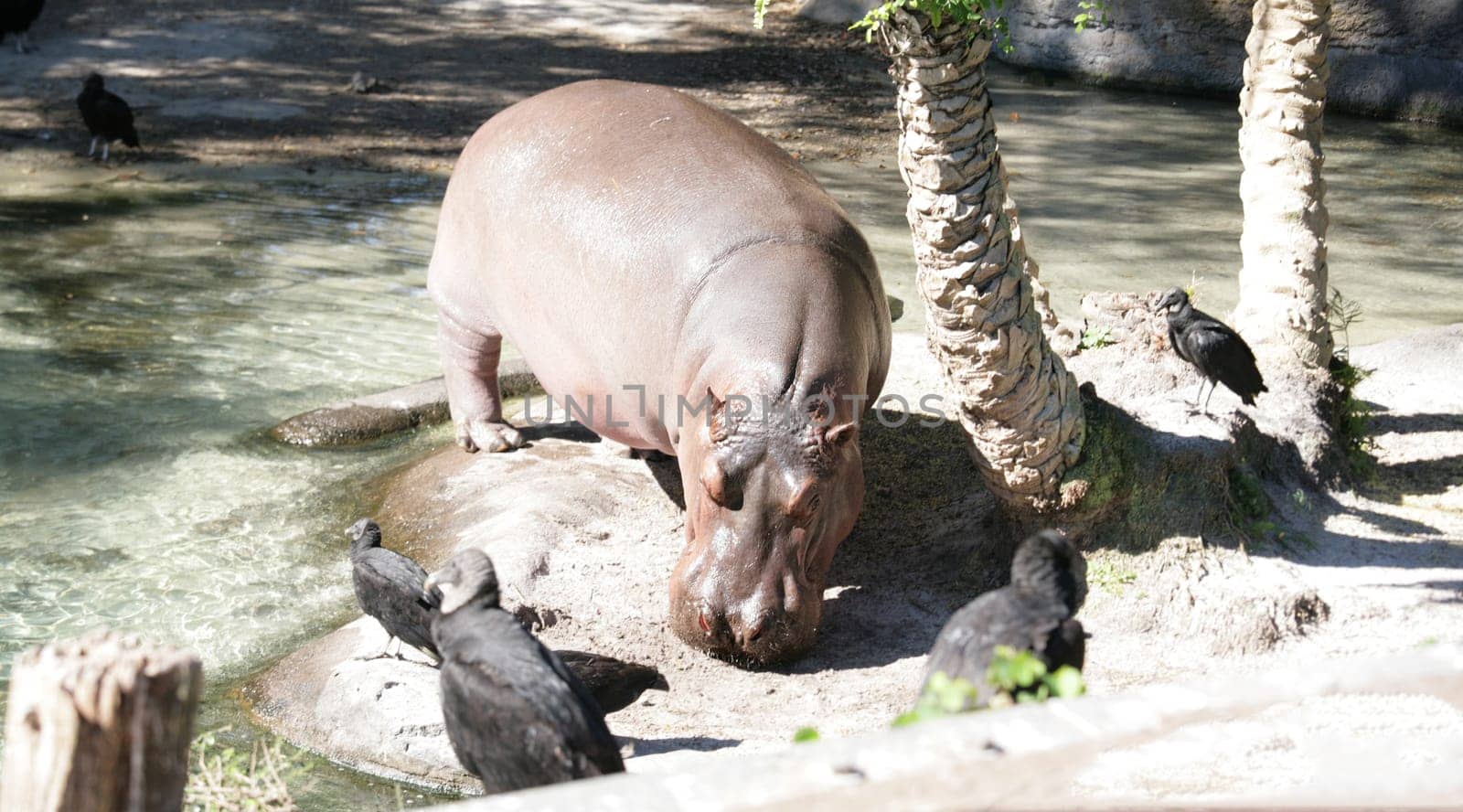The hippopotamus is semi-aquatic, inhabiting rivers, lakes and mangrove swamps. During the day, they remain cool by staying in the water or mud. They emerge at dusk to graze on grass.