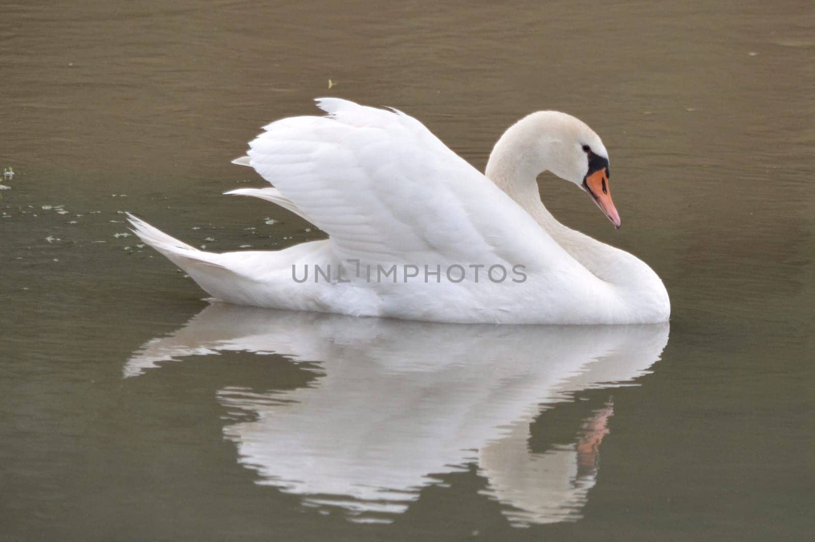 swimming swan