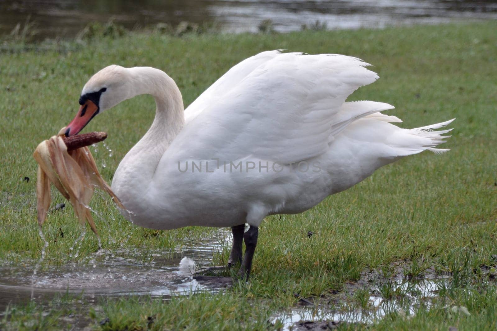 Feeding swan