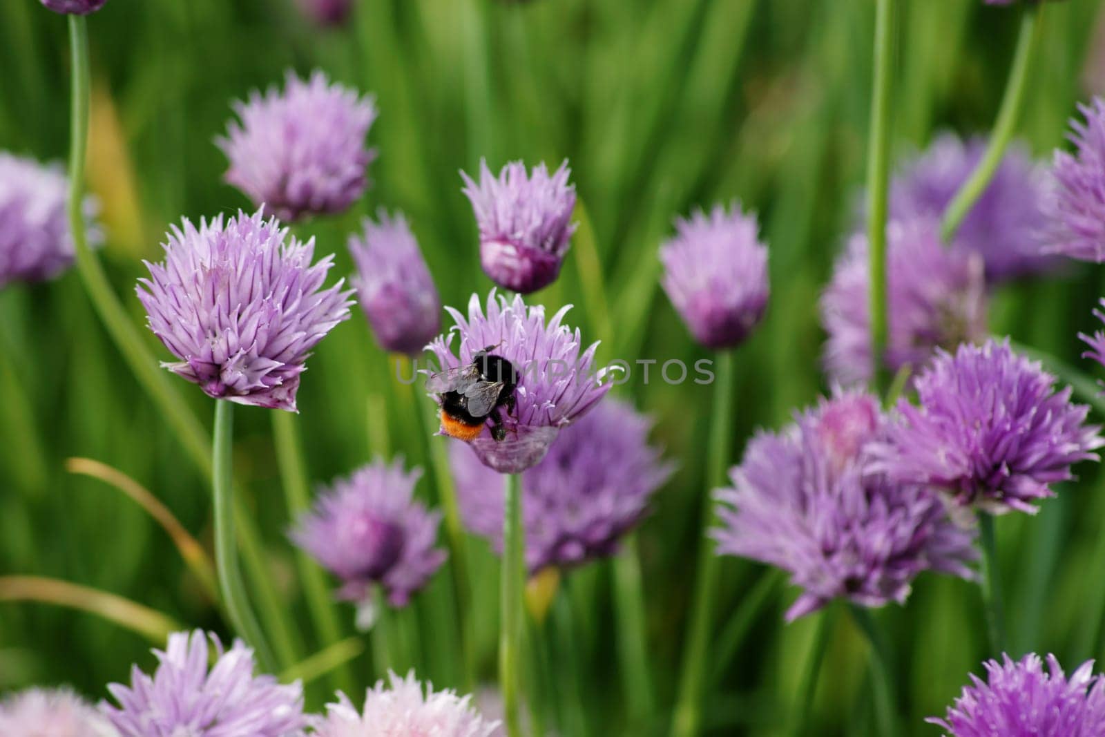 Die Nahaufnahme einer Hummel auf einer Schnittlauchblüte.