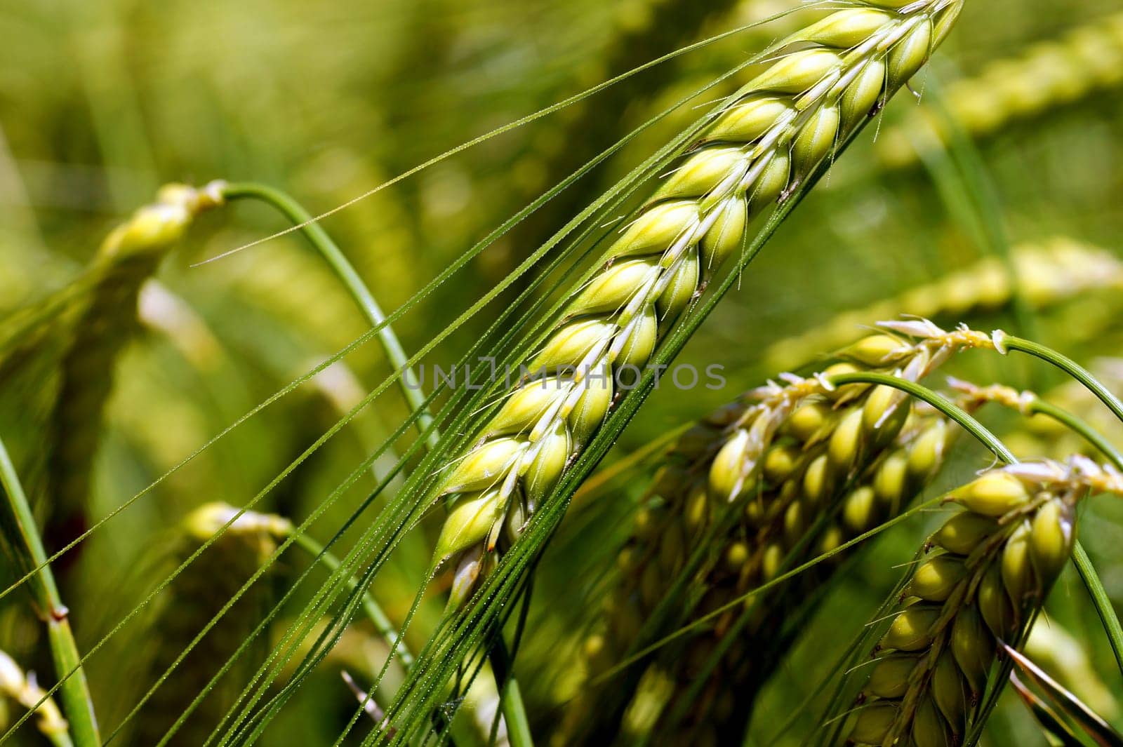 Grain stalks