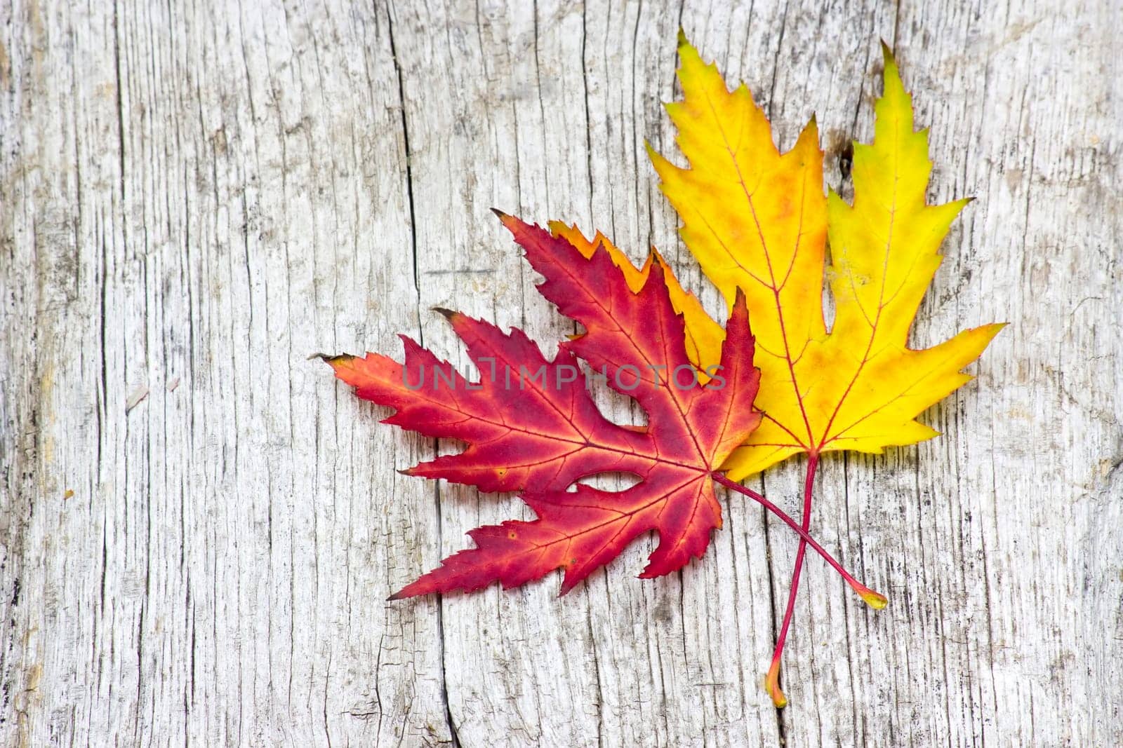 maple autumn leaves on old wooden background