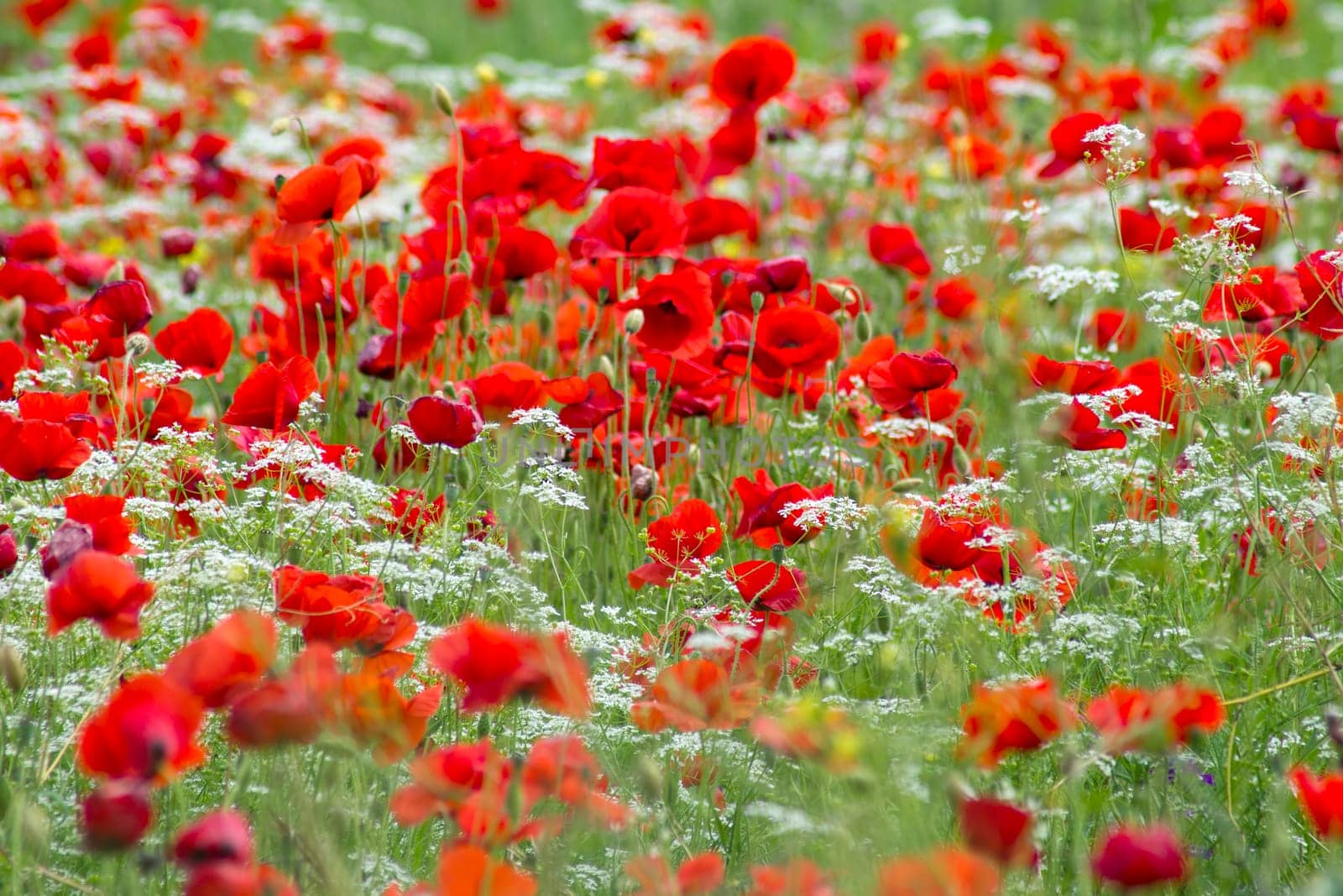 red poppies