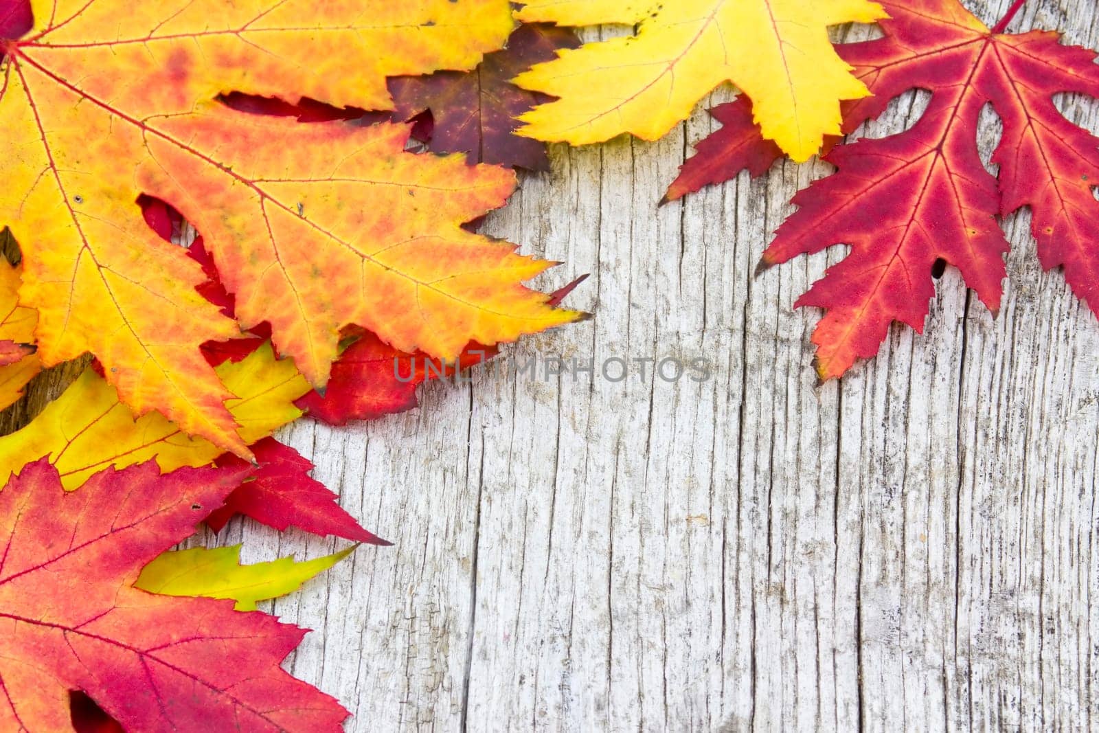 maple autumn leaves on old wooden background
