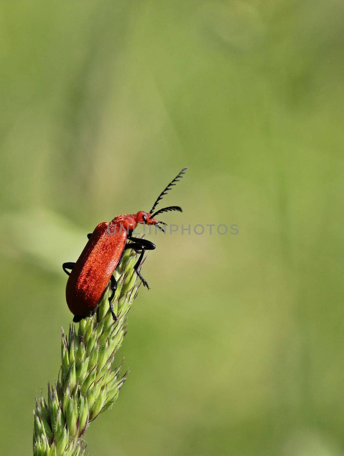 Red-headed fire beetle (Pyrochroa serraticornis)