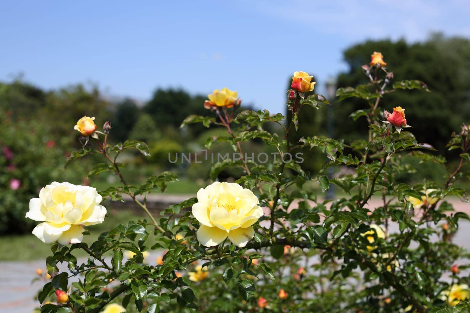 Details of a wonderful rose garden in Lyon.
