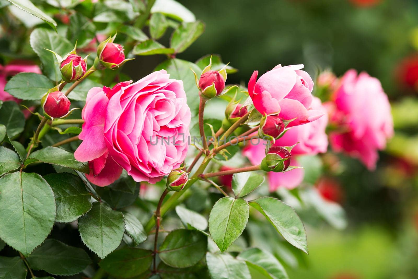 Rose Rose,close-up of the flower on a shrub