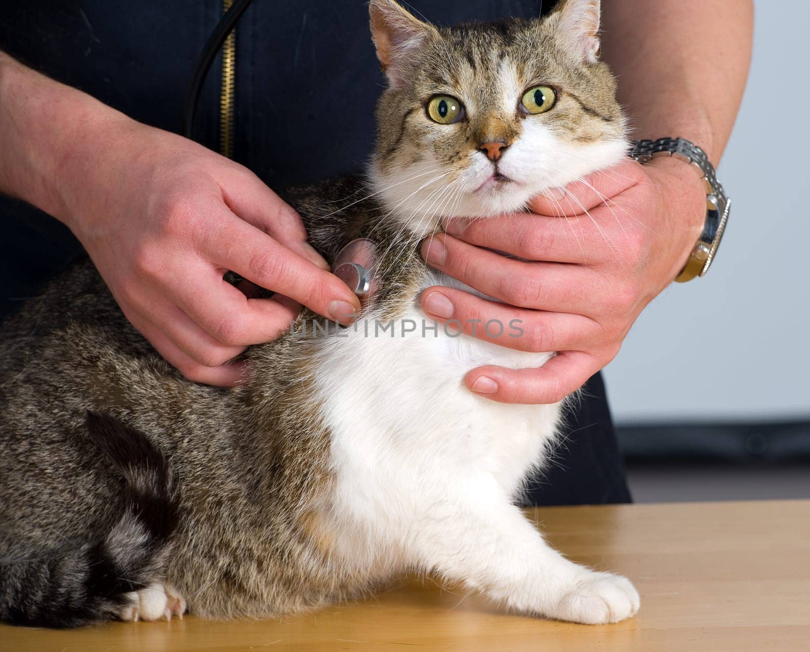 Cat at the veterinarian