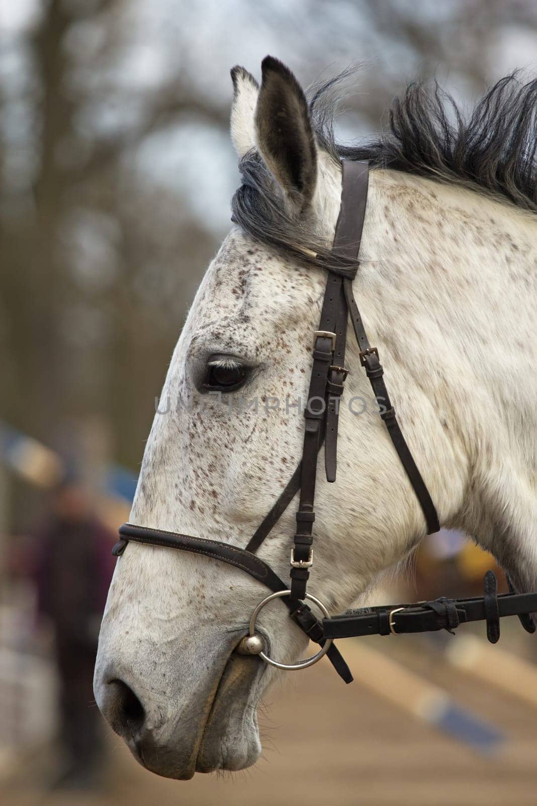 Portrait of white horse head in outdoor
