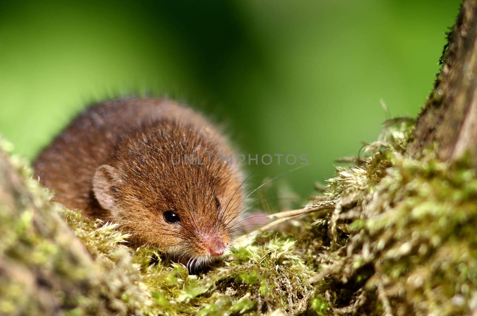 Field mouse (Microtus arvalis)