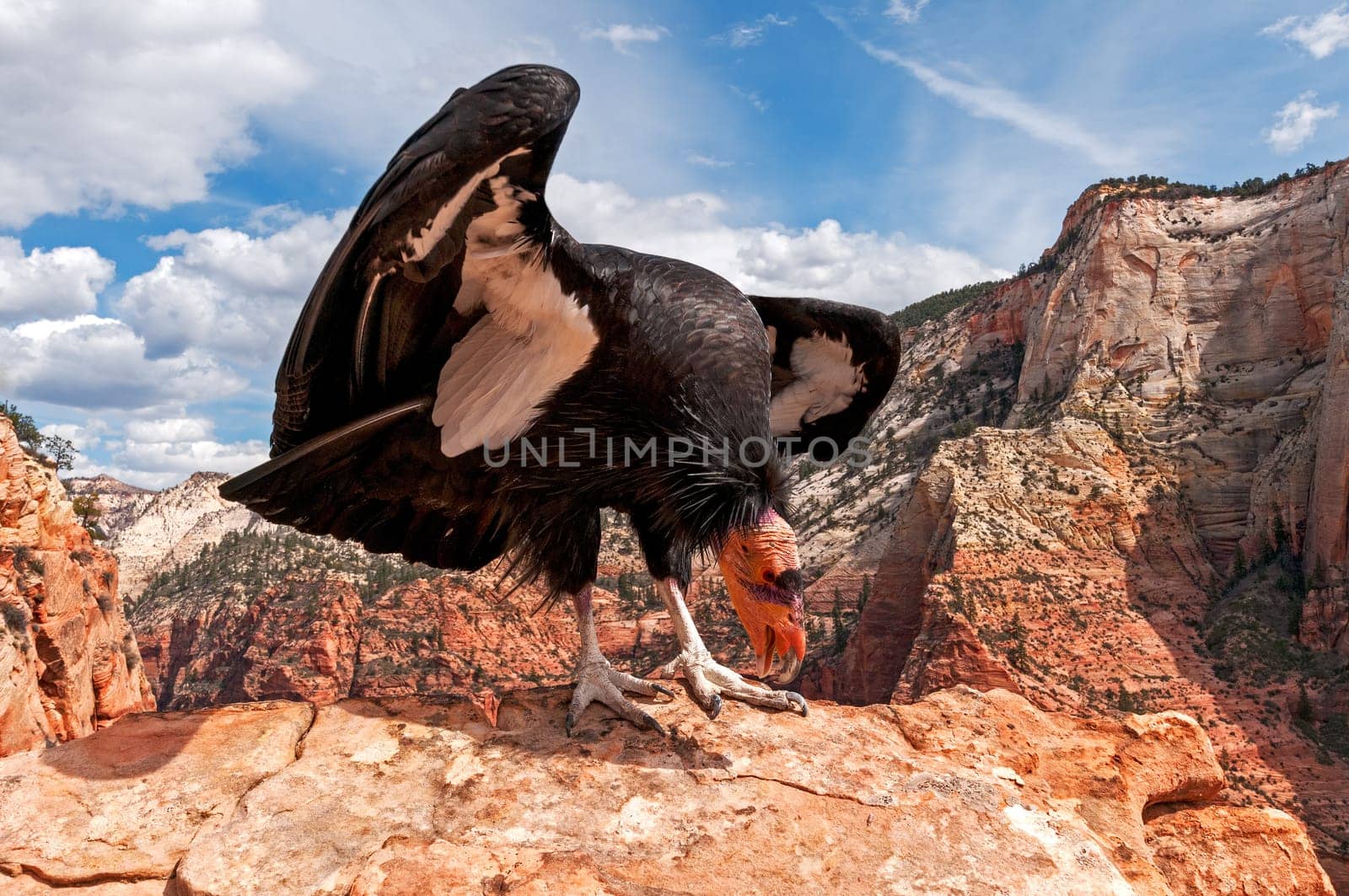 California Condor in Zion NP