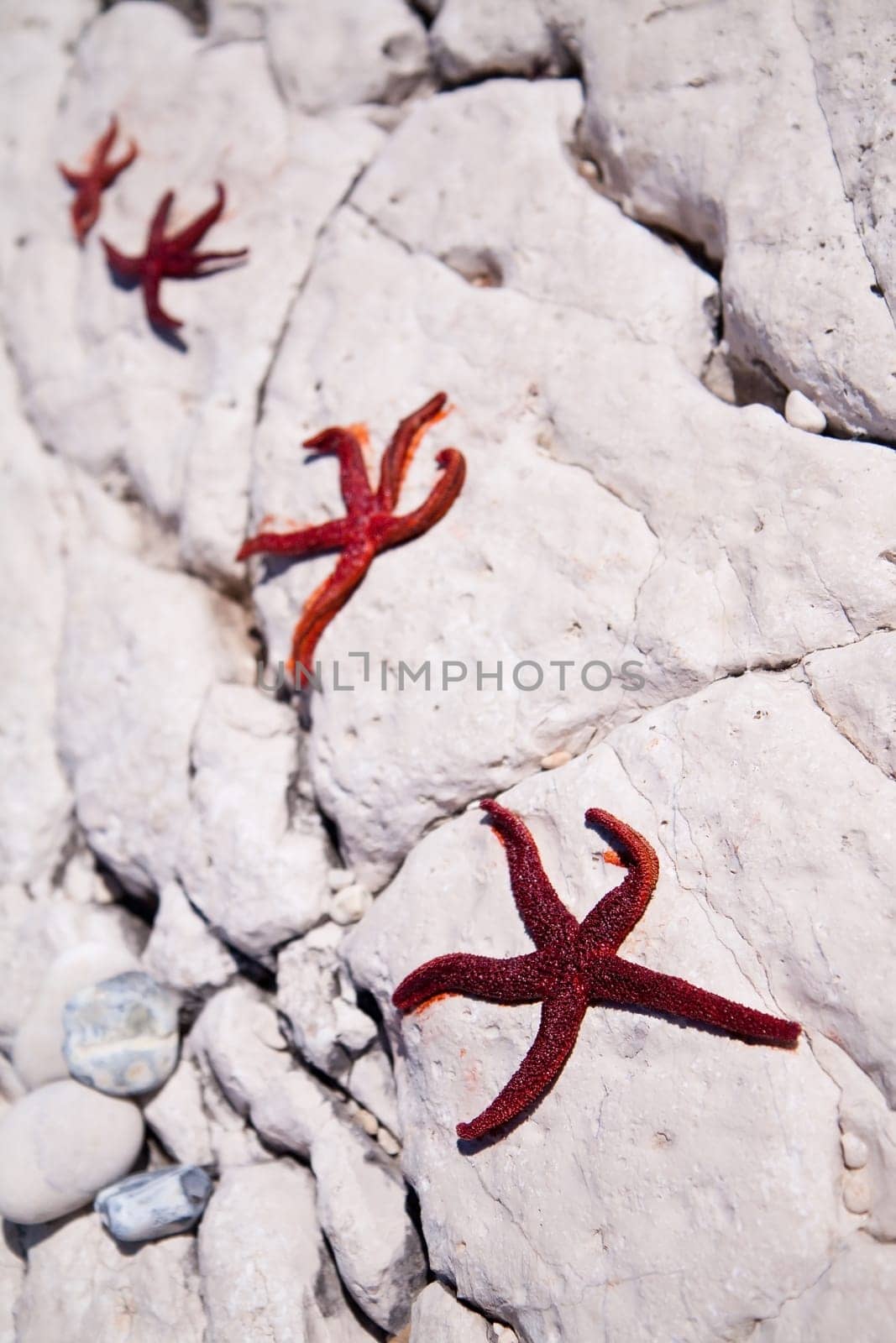 Four red starfish lying on the stone coast