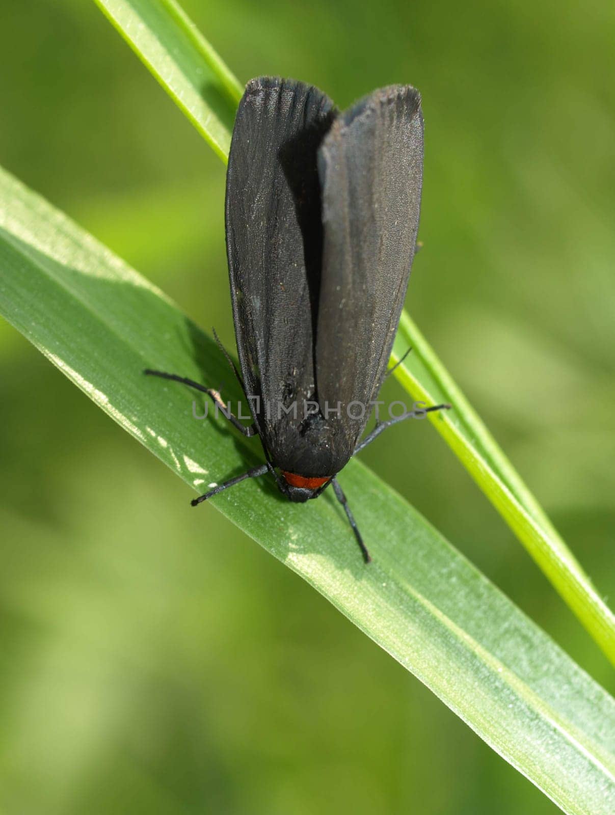 Red-necked footman