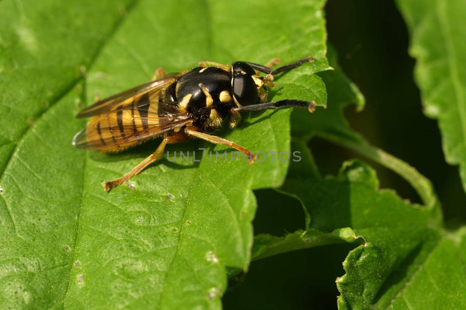 True wasp hoverfly