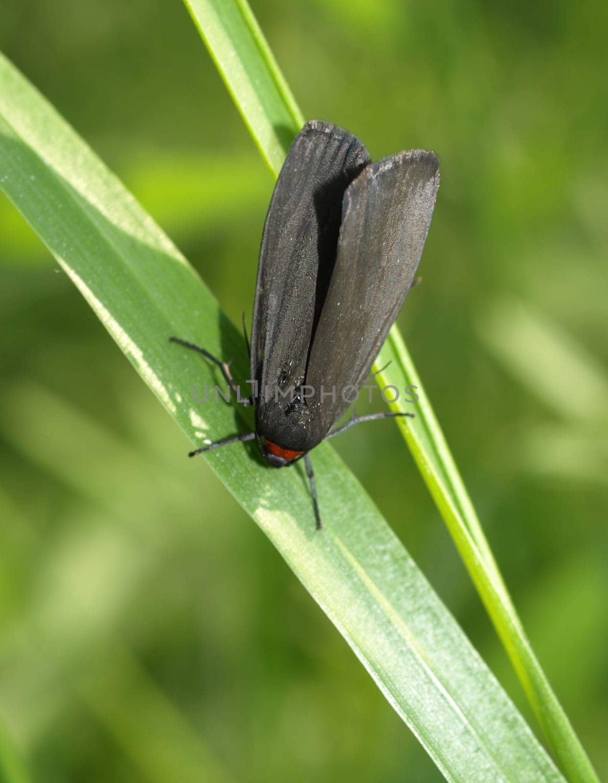 Red-necked footman