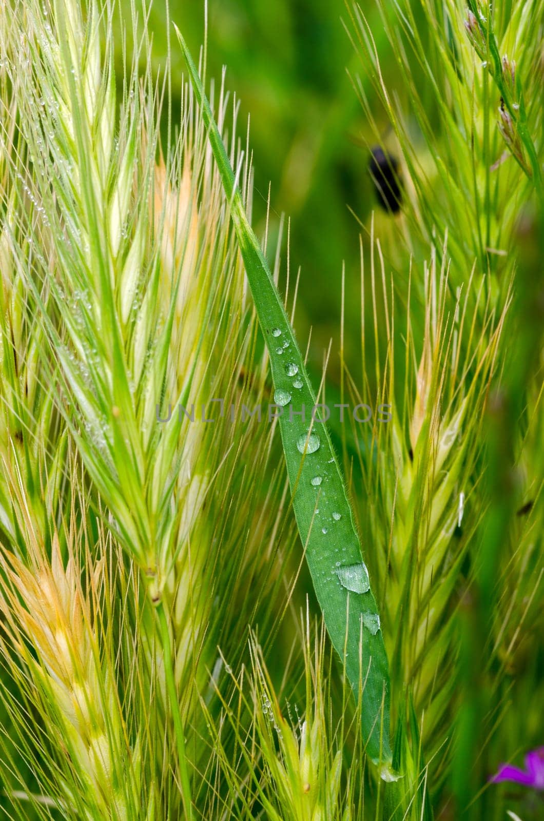 dew drops on the ears in the morning