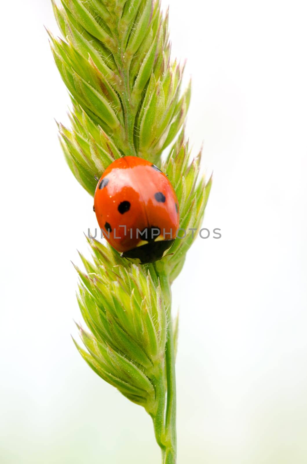 macro picture of a ladybug on a plant