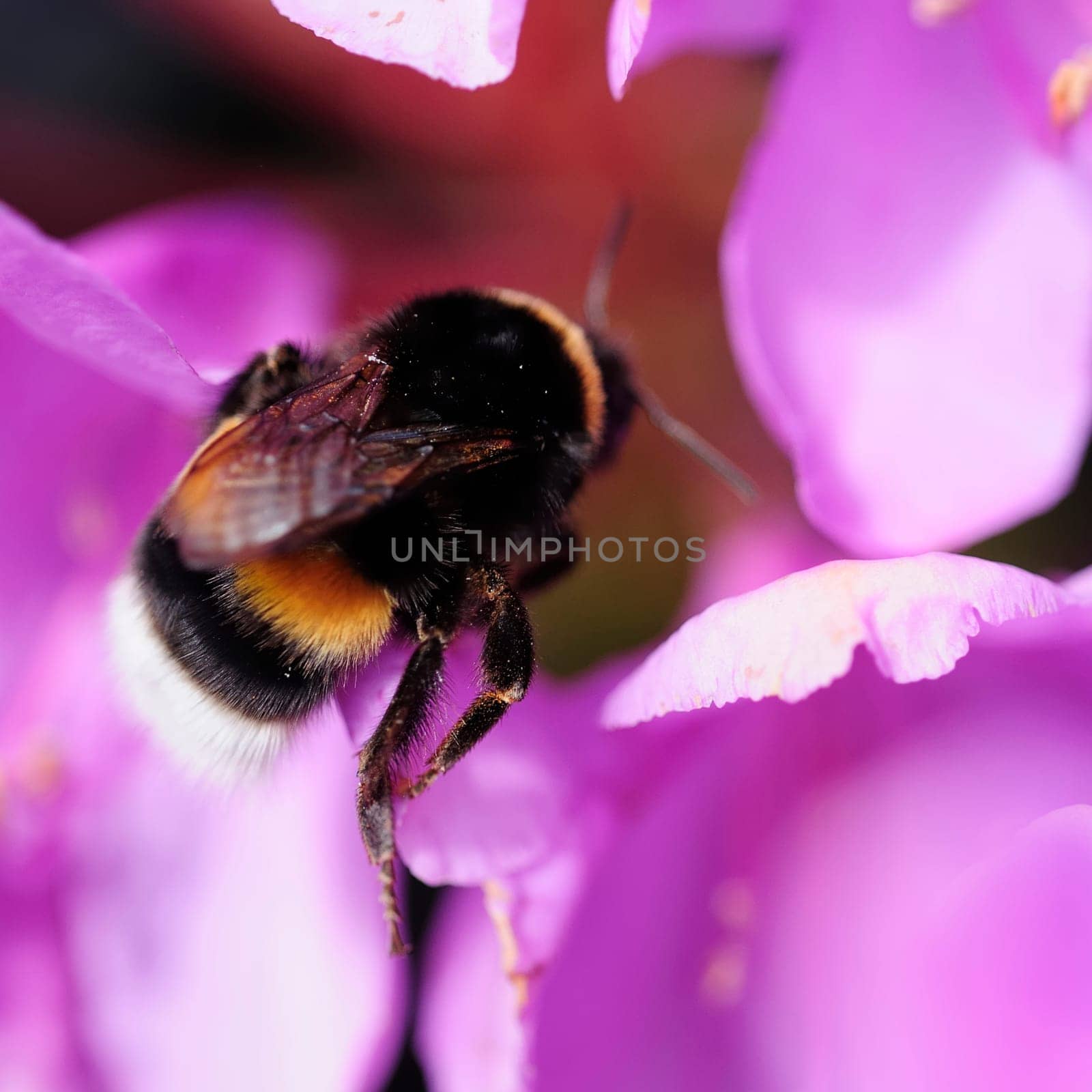 Azalea with bumblebee