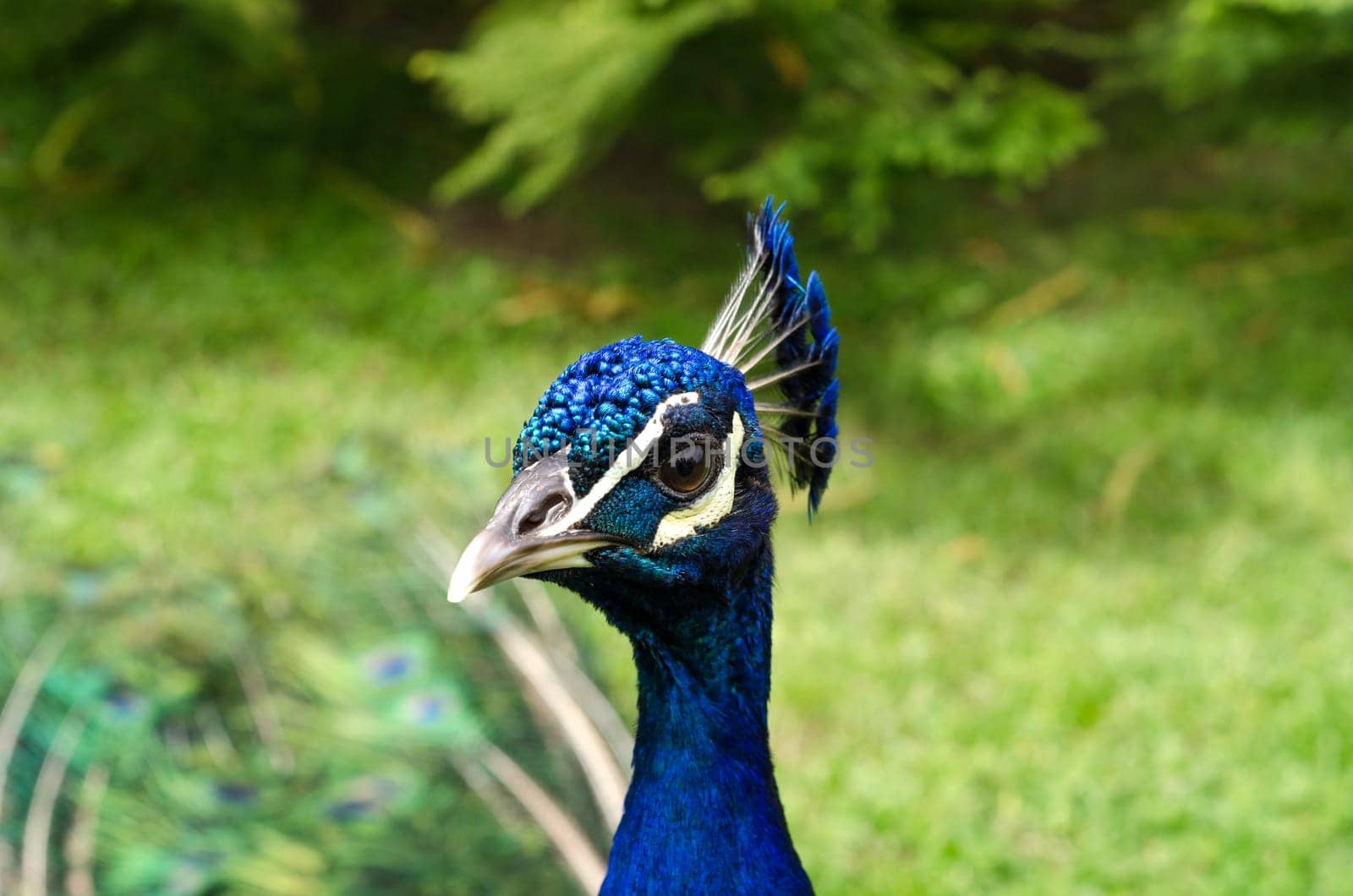 close up of the head of a peacock