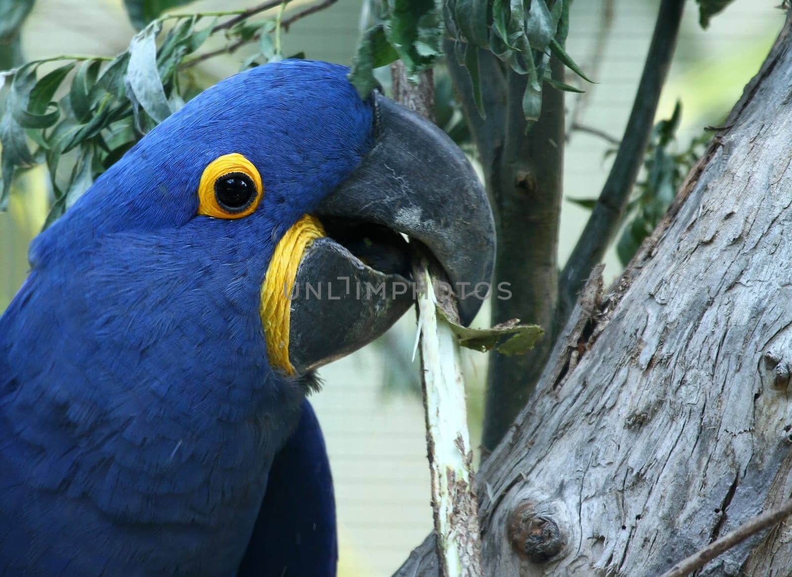 Hyacinth Macaw