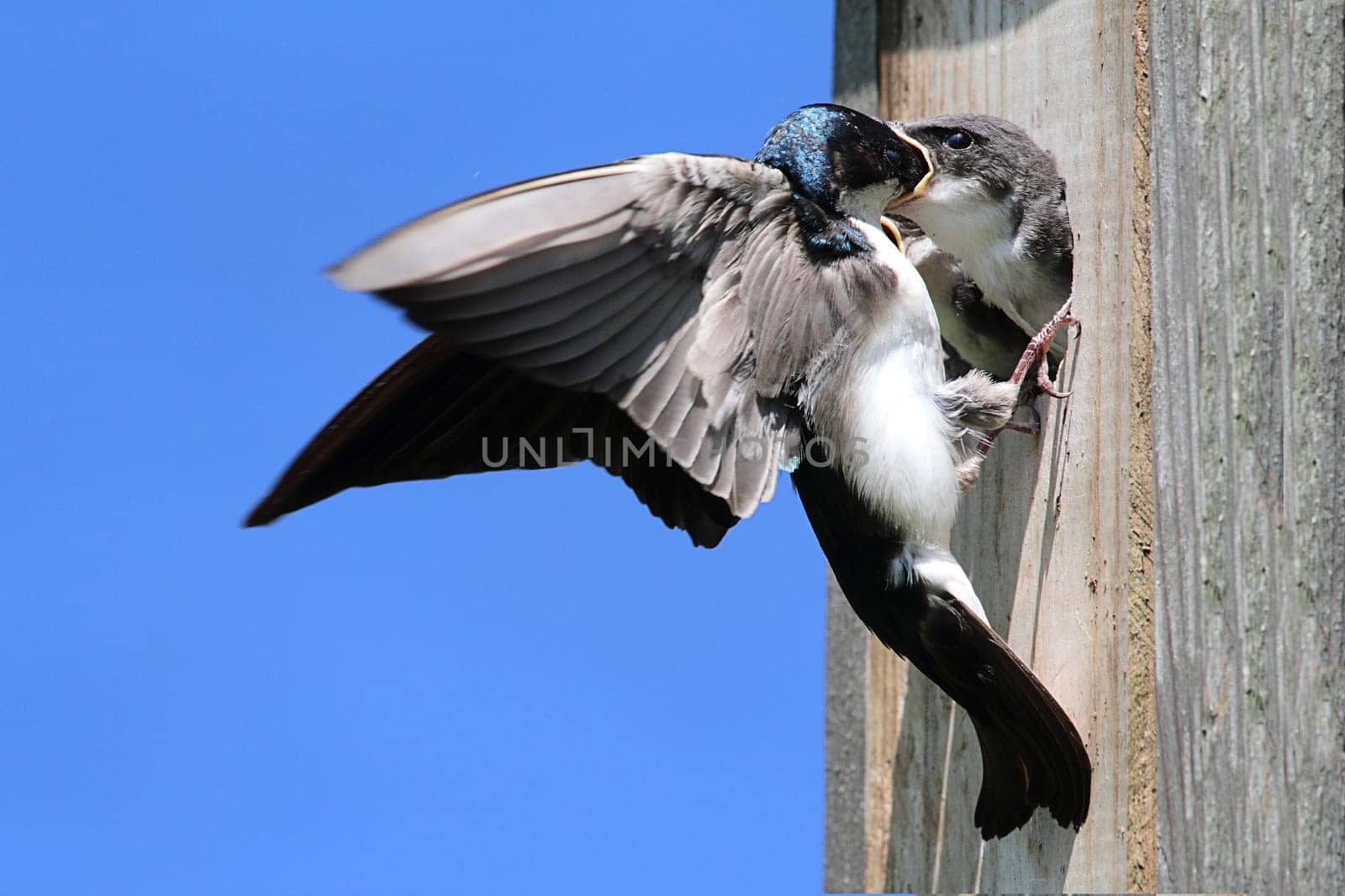 Tree Swallow (tachycineta bicolor) feeding hungry babies