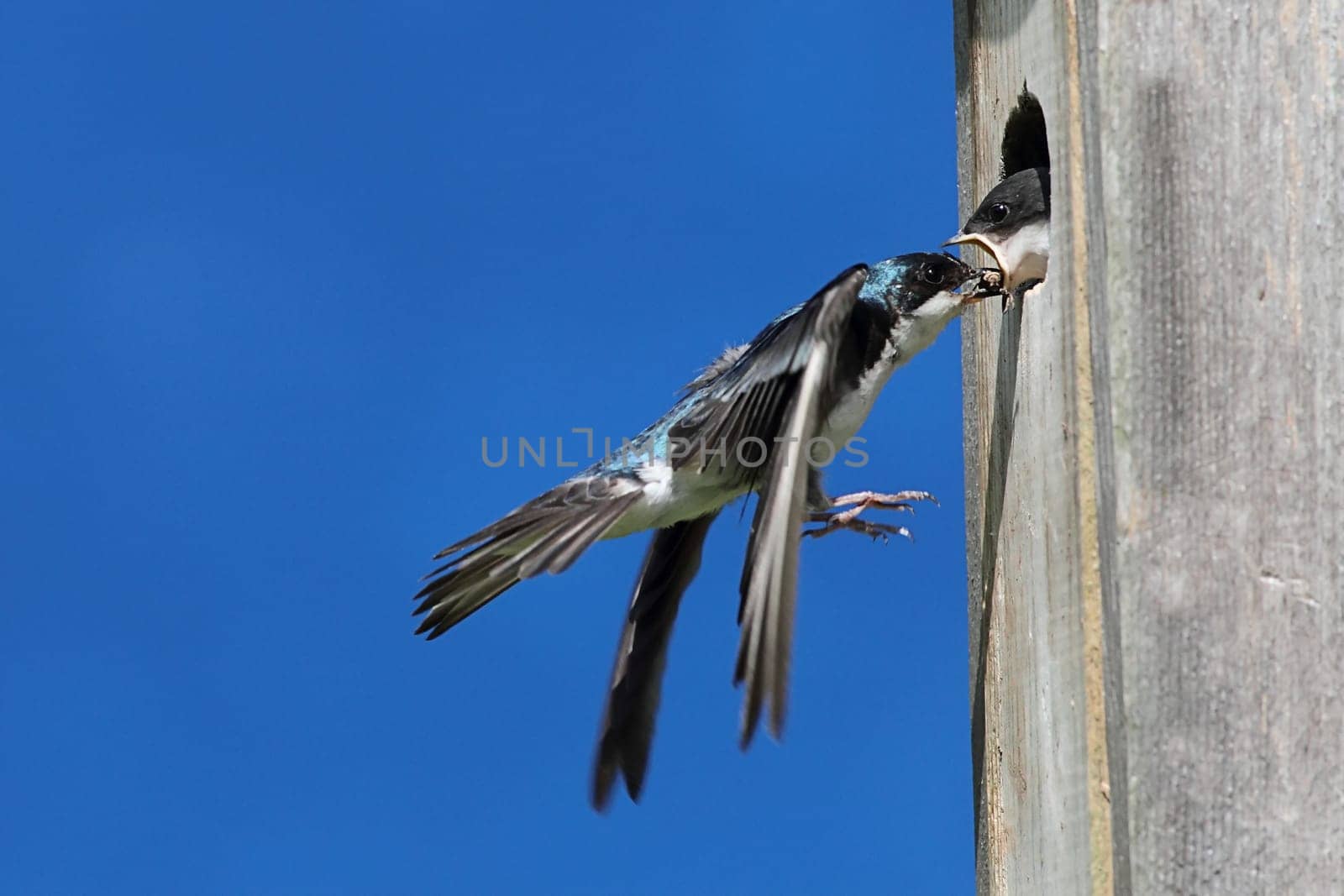 Tree Swallow (tachycineta bicolor) feeding hungry babies
