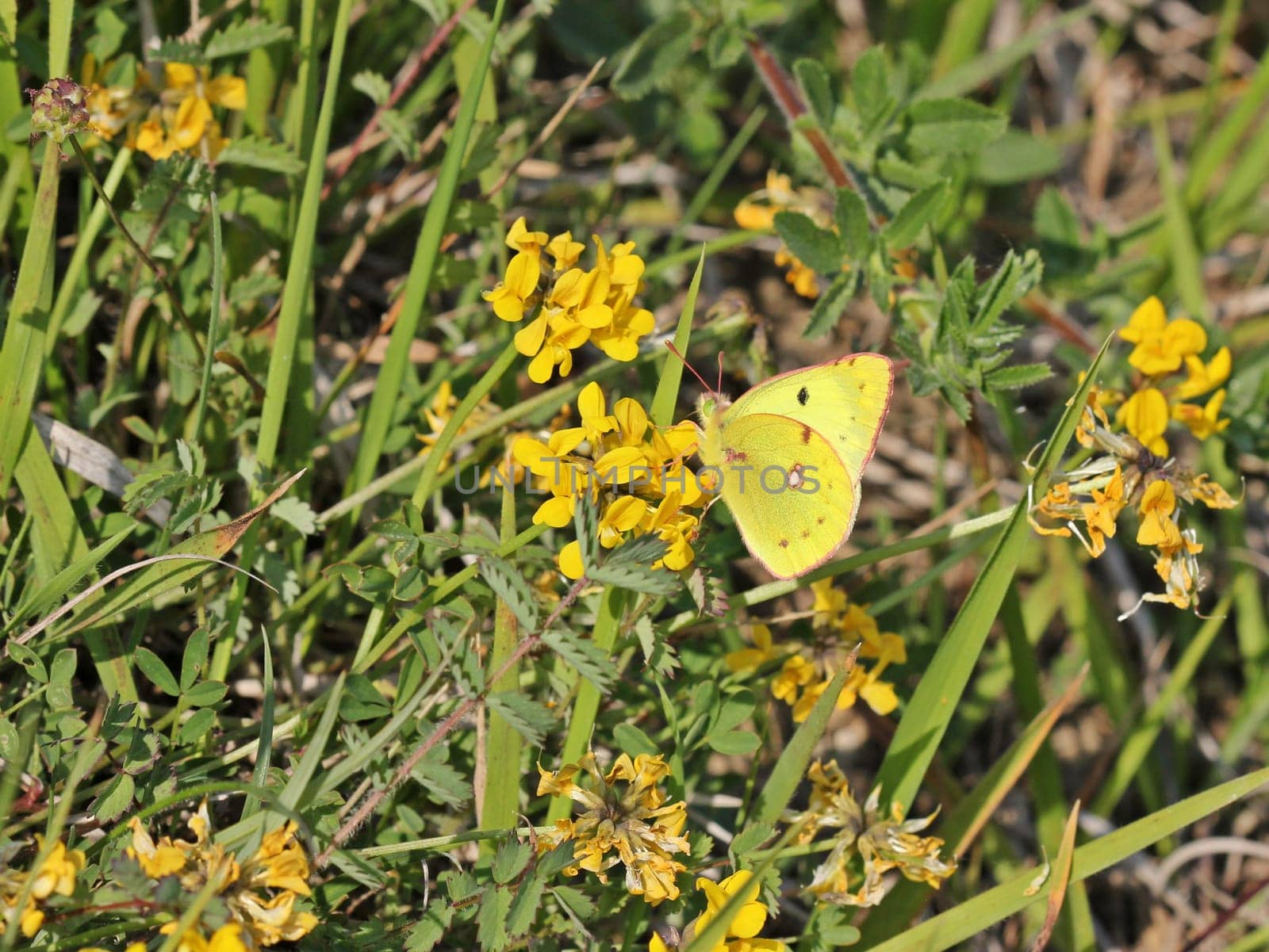 Horseshoe clover (Colias alfacariensis) on horseshoe clover
