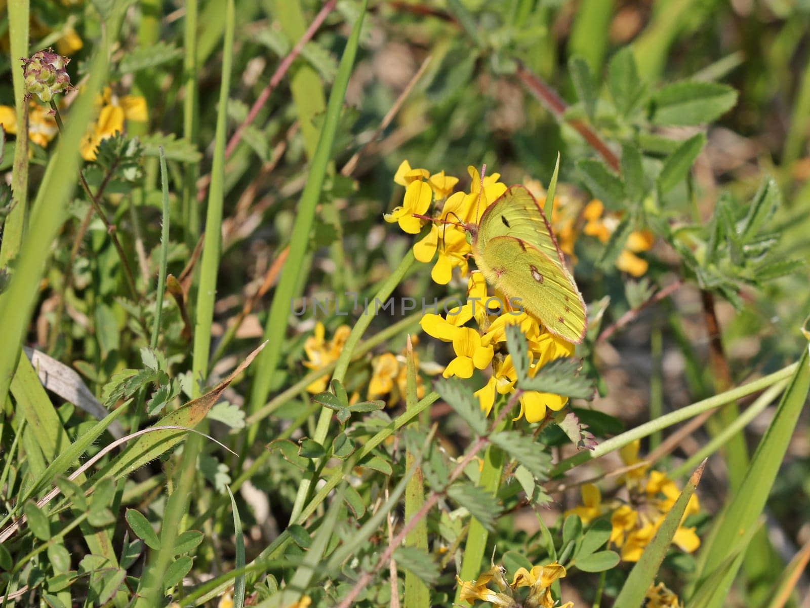 Horseshoe clover (Colias alfacariensis) on horseshoe clover