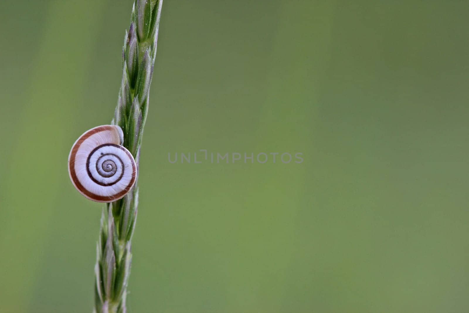 Western heath snail on the Dörnberg
